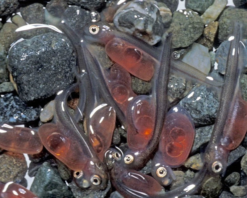 Fish fry at different developmental stages Fish fry at different developmental stages