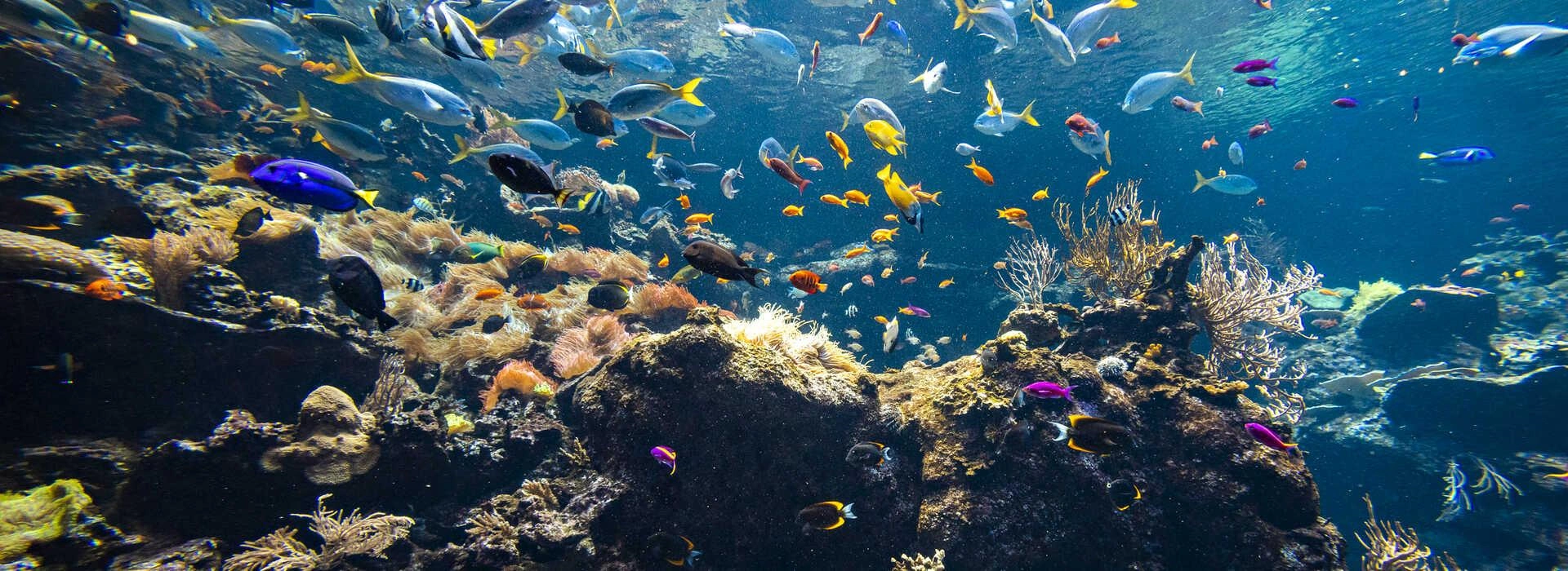 Colorful tropical fish aquarium Colorful tropical fish aquarium
