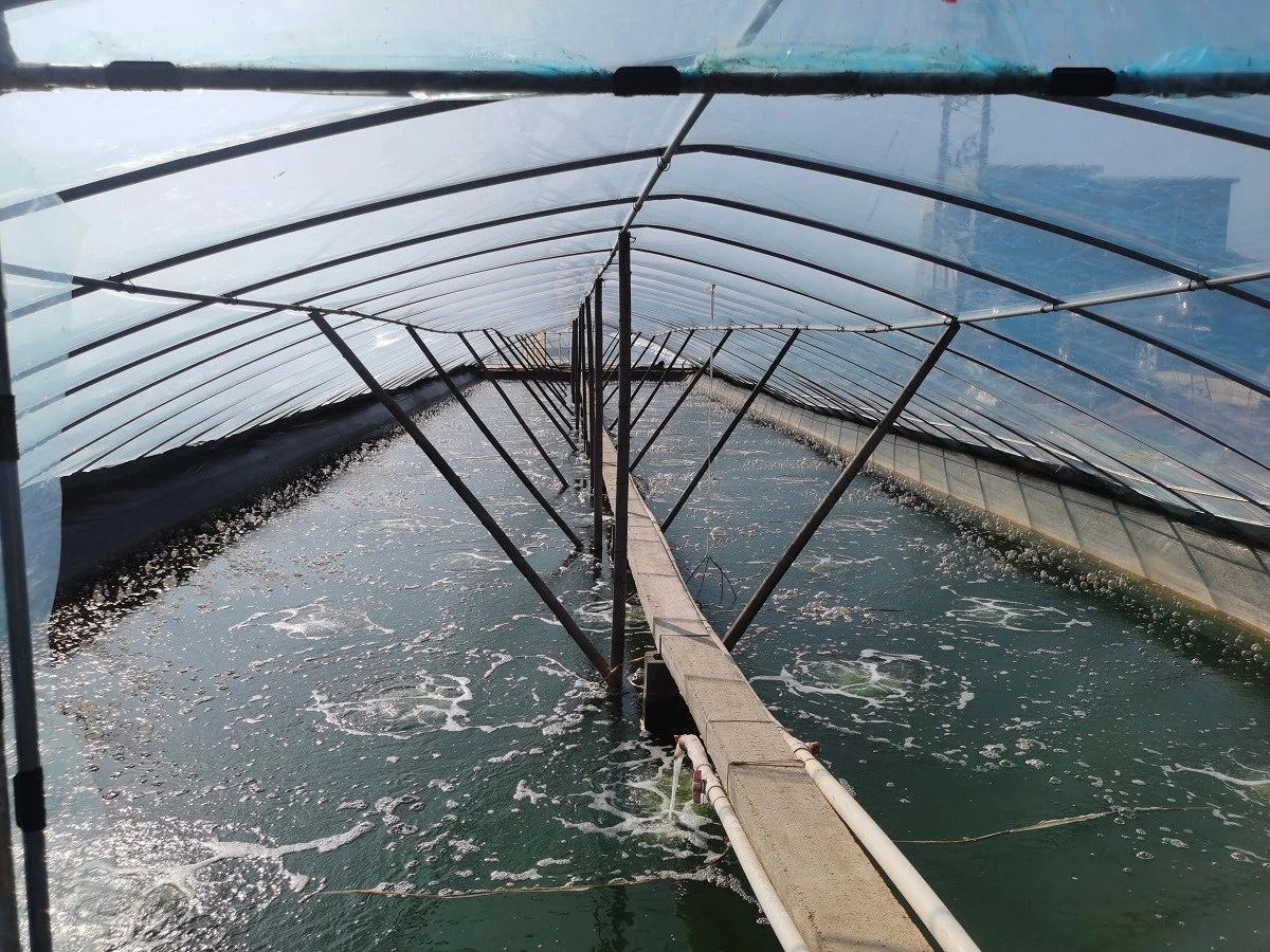 small scale greenhouse shrimp farming in China small scale greenhouse shrimp farming in China