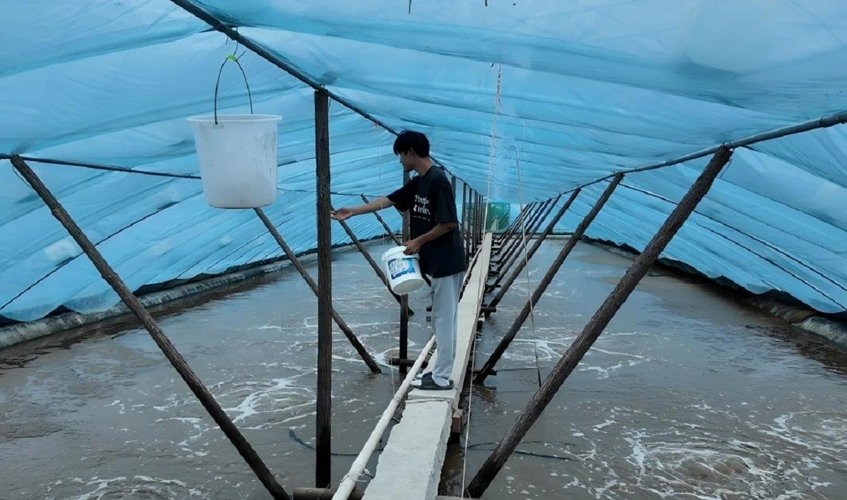 greenhouse shrimp farming in China greenhouse shrimp farming in China