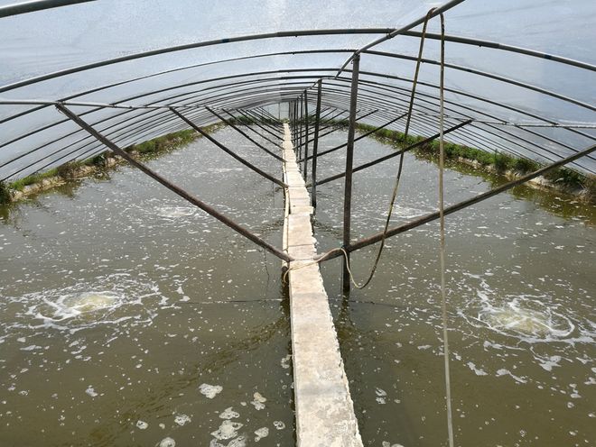 shrimp farming in China shrimp farming in China