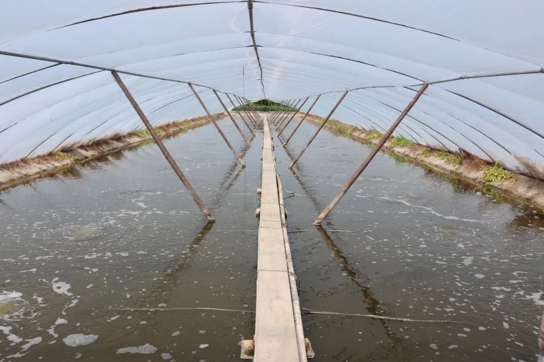 shrimp farming shrimp farming