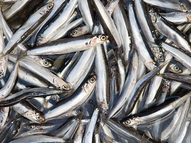peru-fishmeal peru-fishmeal