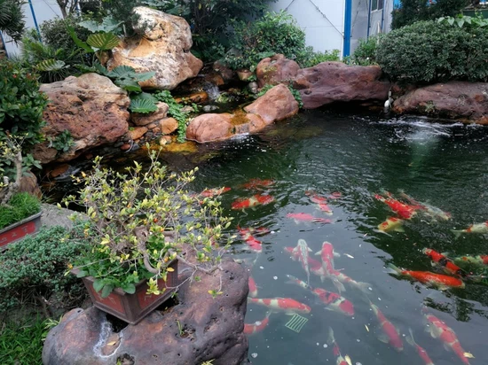 KOI food KOI food