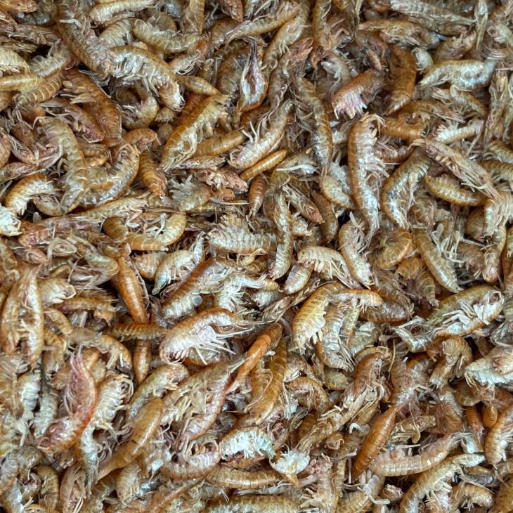 Freeze Dried Gammarus Food