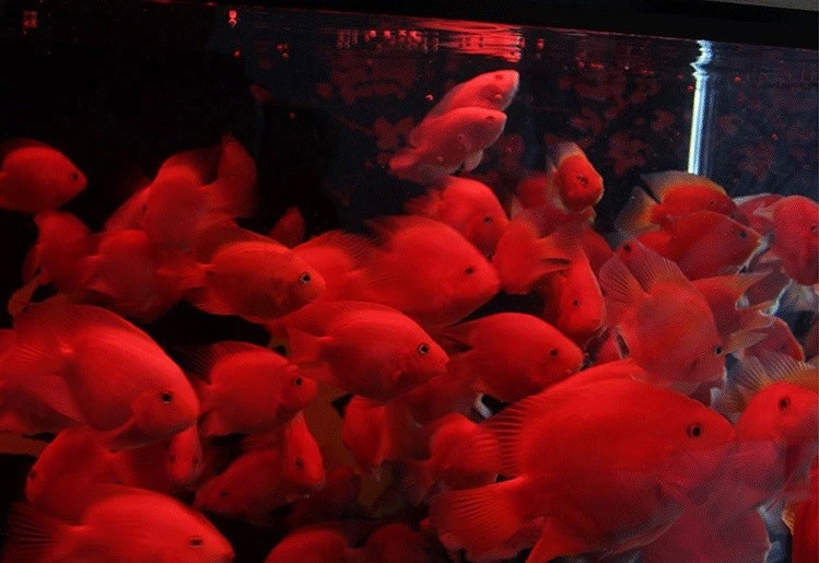red parrot color enhancing fish food red parrot color enhancing fish food