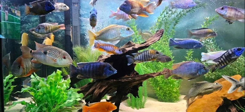 wholesale Malawi Cichlid fish food wholesale Malawi Cichlid fish food
