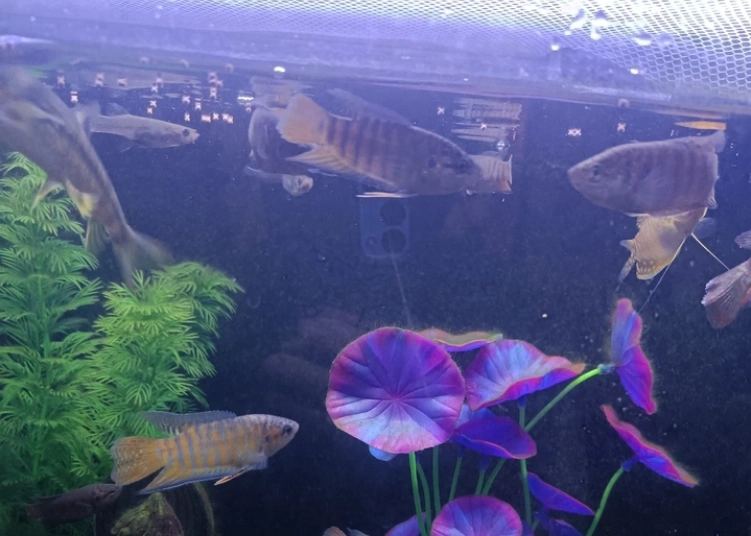 Betta Fish Food Betta Fish Food