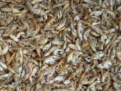 high protein freeze dried fish food high protein freeze dried fish food
