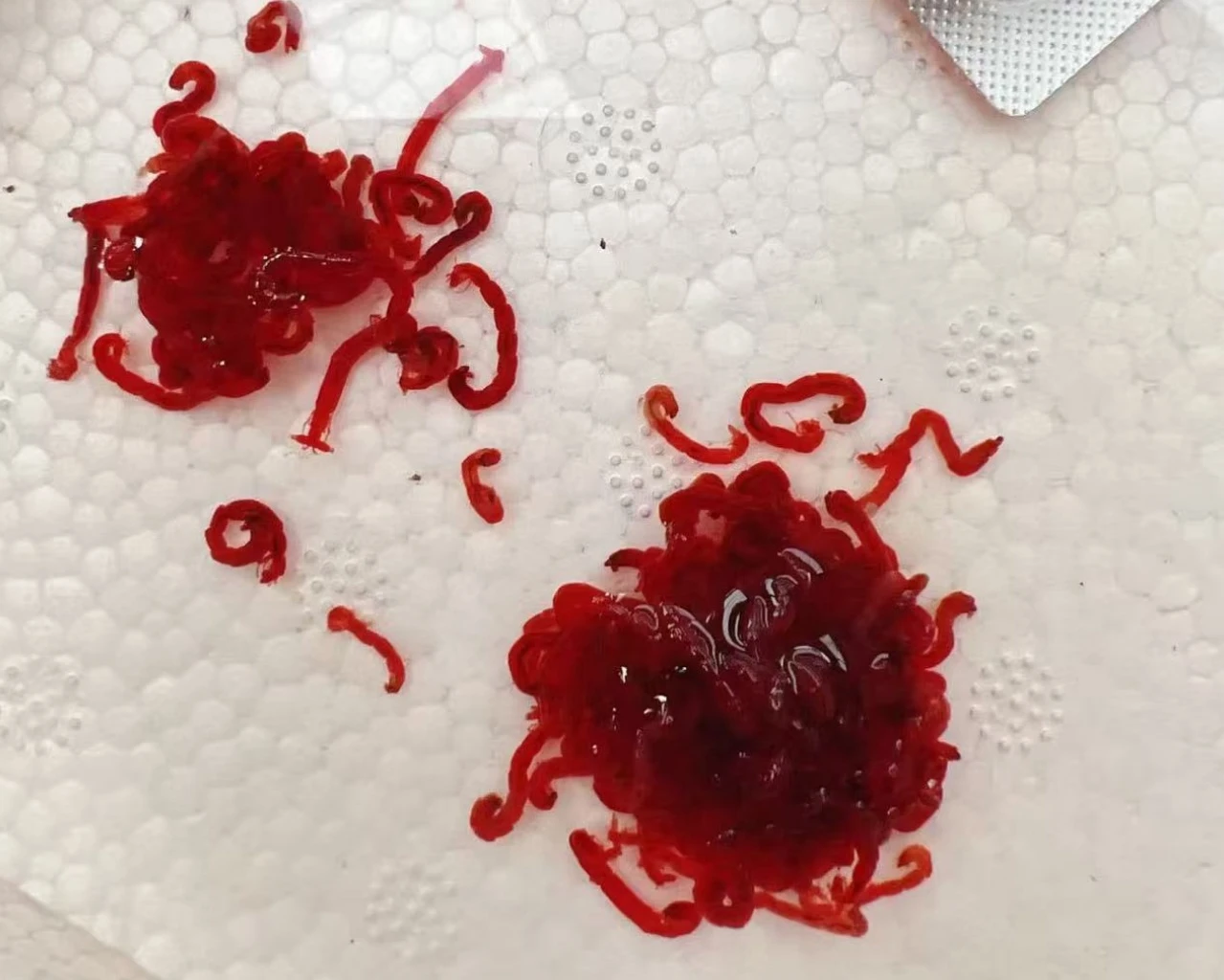 Frozen Bloodworms