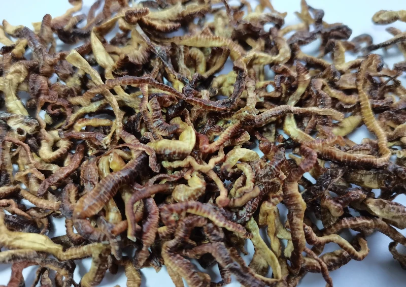 Dried Earthworms Food Dried Earthworms Food