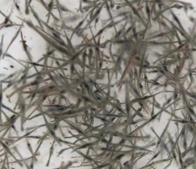shrimp larval feed PL5 to PL15 shrimp larval feed PL5 to PL15