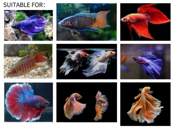 Frozen Rotifer feeding guide Frozen Rotifer feeding guide