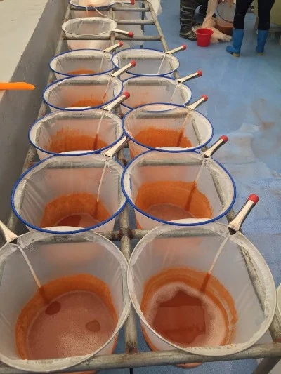 brine shrimp eggs feed brine shrimp eggs feed