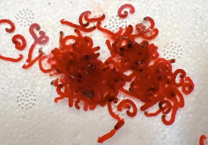Thawed frozen bloodworms Thawed frozen bloodworms