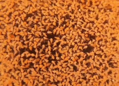 GSL Artemia feed GSL Artemia feed