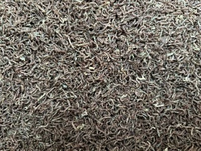 FD Bloodworms FD Bloodworms
