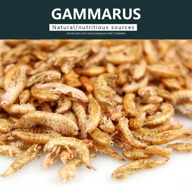 Dried Gammarus Food Dried Gammarus Food